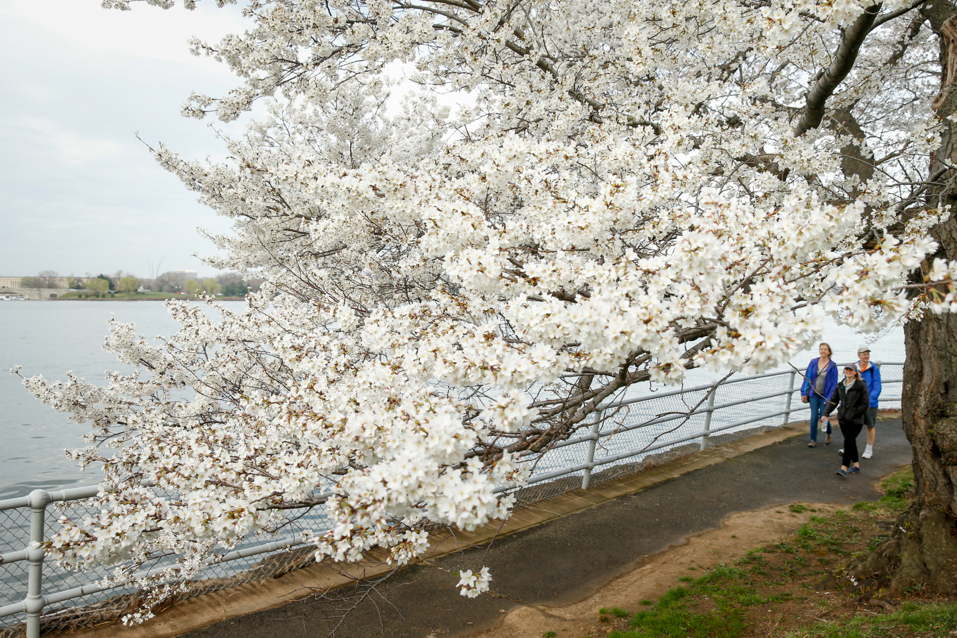 Erin Leigh of Washington, D.C., center, and Diane Rusch, left, and B.K., right, both visiting from Pittsburgh, Pa. walks past cherry blossoms trees in Washington, Tuesday, April 7, 2015. Officials are calling for a peak bloom period from April 11-14th. (AP Photo/Andrew Harnik)