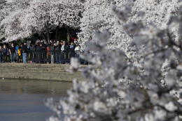 People crowd the Tidal Basin path to see the fully blooming cherry trees, Saturday, April 11, 2015, in Washington. (AP Photo/Carolyn Kaster)