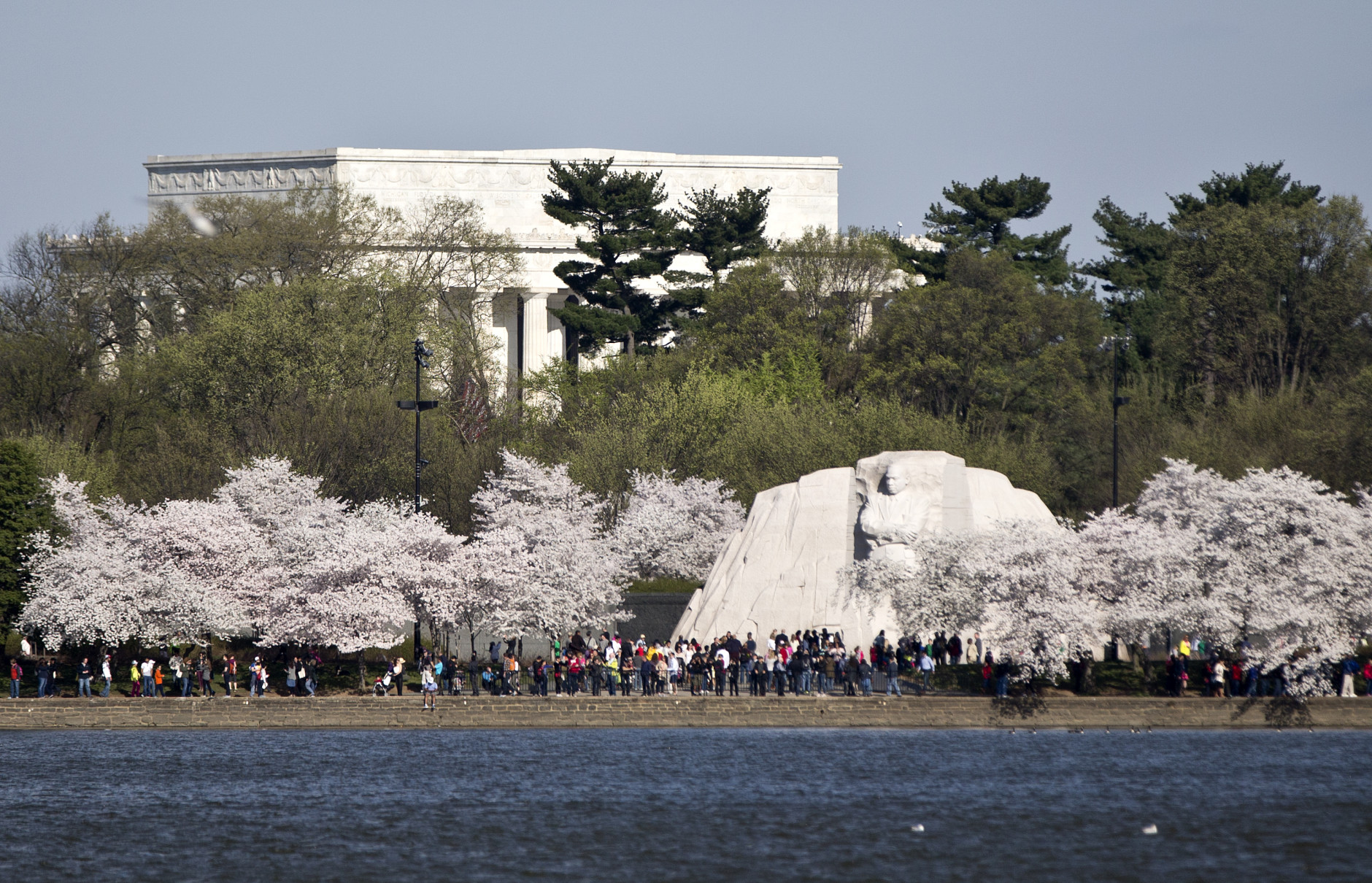 The Lincoln Memorial and the Martin Luther King, Jr. Memorial, are seen with cherry trees at full bloom across the Tidal Basin, Saturday, April 11, 2015, in Washington. (AP Photo/Carolyn Kaster)