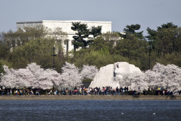 The Lincoln Memorial and the Martin Luther King, Jr. Memorial, are seen with cherry trees at full bloom across the Tidal Basin, Saturday, April 11, 2015, in Washington. (AP Photo/Carolyn Kaster)