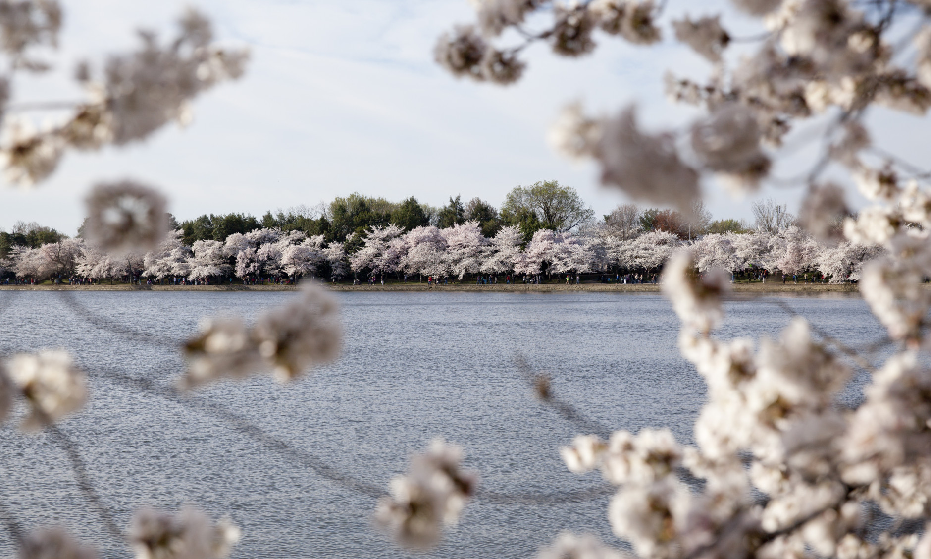 Cherry trees at full bloom are seen around the Tidal Basin, Saturday, April 11, 2015, in Washington. (AP Photo/Carolyn Kaster)