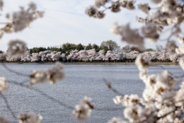 Cherry trees at full bloom are seen around the Tidal Basin, Saturday, April 11, 2015, in Washington. (AP Photo/Carolyn Kaster)