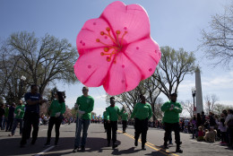 A huge cherry blossom balloon is pulled down Constitution Avenue during the Parade of the National Cherry Blossom Festival, Saturday, April 11, 2015, in Washington. In the background at right is the Washington Monument.  (AP Photo/Carolyn Kaster)