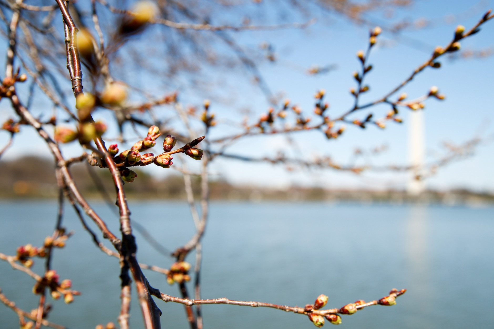 Cherry blossoms trees are near blooming along the Tidal Basin, Wednesday, April 1, 2015, in Washington. Officials are calling for a peak bloom period from April 11-14th, one week later then last year. (AP Photo/Andrew Harnik)