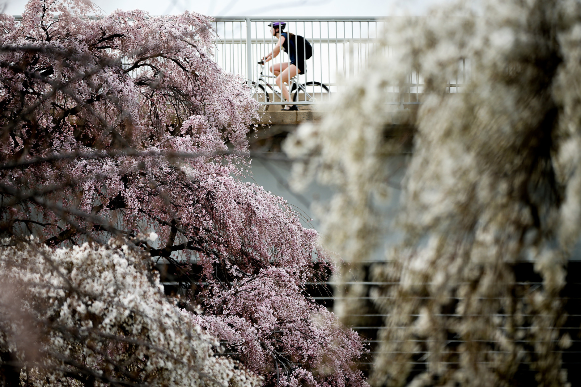 A bicyclist makes their way past cherry blossoms trees in Washington, Tuesday, April 7, 2015. Officials are calling for a peak bloom period from April 11-14th. (AP Photo/Andrew Harnik)