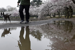 Eric Samuelson of Lake Oswego, Ore., walks his dog Roo along the Tidal Basin surrounded by cherry blossoms in Washington, Thursday, April 9, 2015. (AP Photo/Susan Walsh)