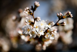 Cherry blossoms bloom in Washington,, Tuesday, April 7, 2015. Officials are calling for a peak bloom period from April 11-14th. (AP Photo/Andrew Harnik)