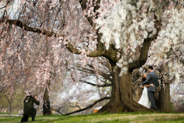 Rebekah Murray of Leesburg, Va., left, photographs Luke and Carolyn Woods of Silver Spring, Md., among the cherry blossoms trees in Washington, Tuesday, April 7, 2015. Luke and Carolyn were married four years ago and are retaking their wedding photos. Officials are calling for a peak bloom period from April 11-14th. (AP Photo/Andrew Harnik)
