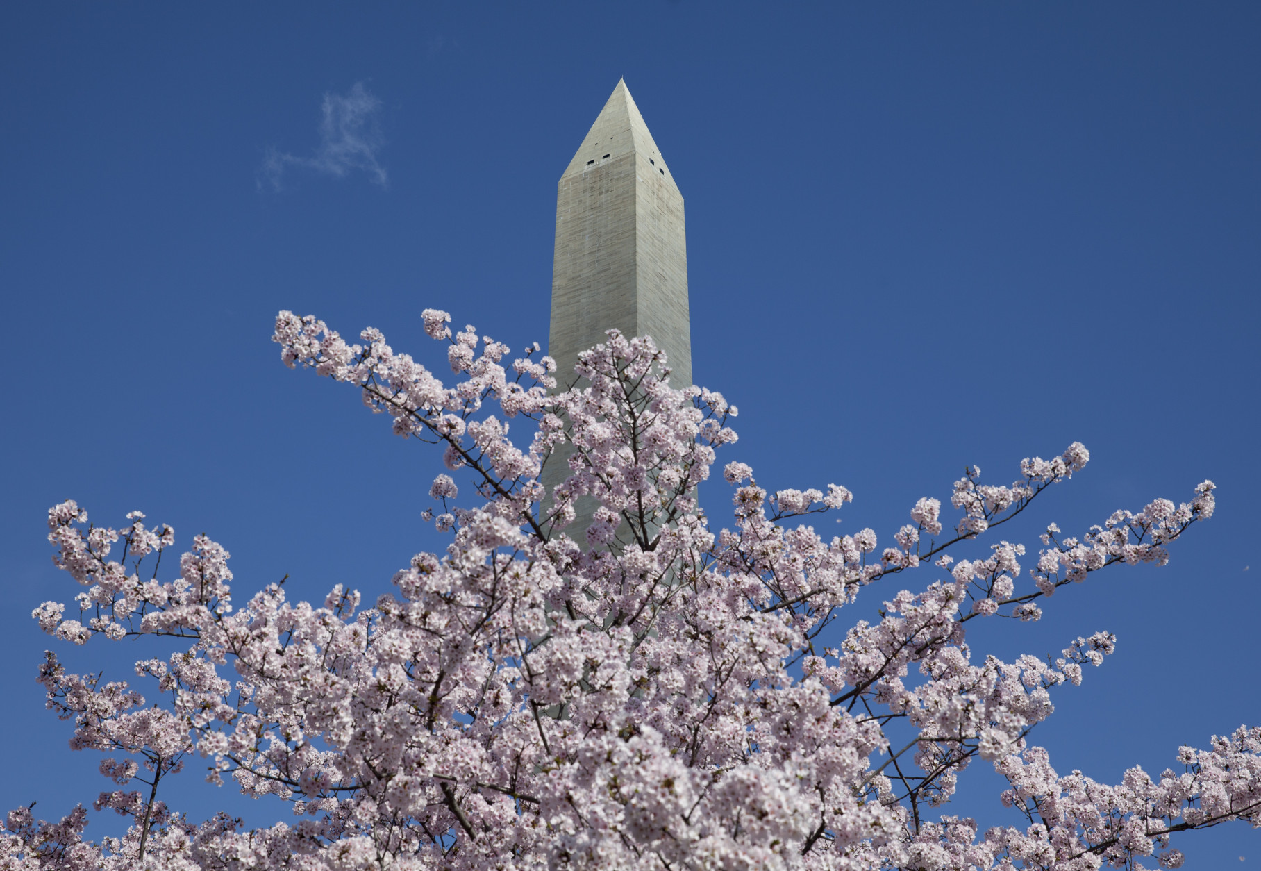 The Washington Monument towers over a cherry tree in full bloom, Saturday, April 11, 2015, in Washington. (AP Photo/Carolyn Kaster)