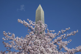 The Washington Monument towers over a cherry tree in full bloom, Saturday, April 11, 2015, in Washington. (AP Photo/Carolyn Kaster)