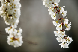 Cherry blossoms bloom in Washington, Tuesday, April 7, 2015. Officials are calling for a peak bloom period from April 11-14th. (AP Photo/Andrew Harnik)