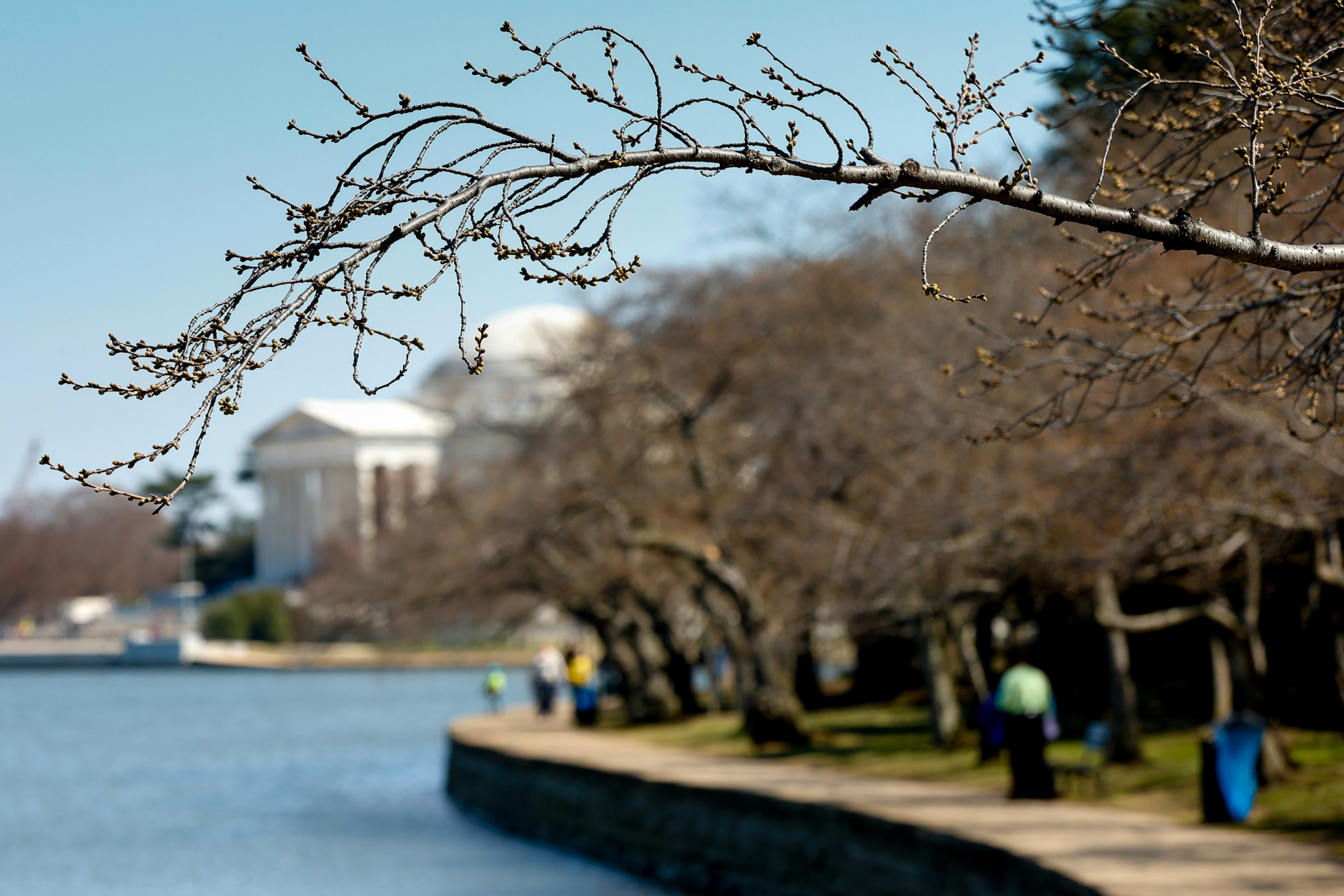 Cherry blossoms trees are near blooming along the Tidal Basin near the Jefferson Memorial in Washington, Wednesday, April 1, 2015. Officials are calling for a peak bloom period from April 11-14th, one week later then last year. (AP Photo/Andrew Harnik)