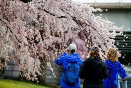 Erin Leigh of Washington, center, and Diane Rusch, right, and B.K., left, both visiting from Pittsburgh, Pa., stop to photograph cherry blossoms in Washington, Tuesday, April 7, 2015. Officials are calling for a peak bloom period from April 11-14th. (AP Photo/Andrew Harnik)