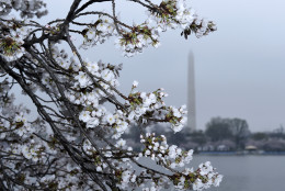 Cherry Blossoms are in bloom around the Tidal Basin across from the Washington Monument in Washington, Thursday, April 9, 2015. Washington's famous cherry blossoms are set to hit peak bloom this weekend as the National Cherry Blossom Festival draws big crowds for its annual parade and Japanese street festival. (AP Photo/Susan Walsh)