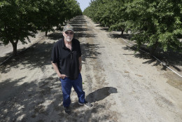 In this Tuesday March 31, 2015 photo, almond grower Bob Weimer poses in his almond orchard near Atwater, Calif.  As California cities and towns move to mandatory water cutbacks in the fourth year of extreme drought, the states $6.5 billion almond crop has claimed the spotlight as the poster child of all things bad in water in the countrys top agriculture state. At 1 gallon per almond, Californias almond crop is now consuming about 10 percent of all the water that Californians are using in the drought. (AP Photo/Rich Pedroncelli)