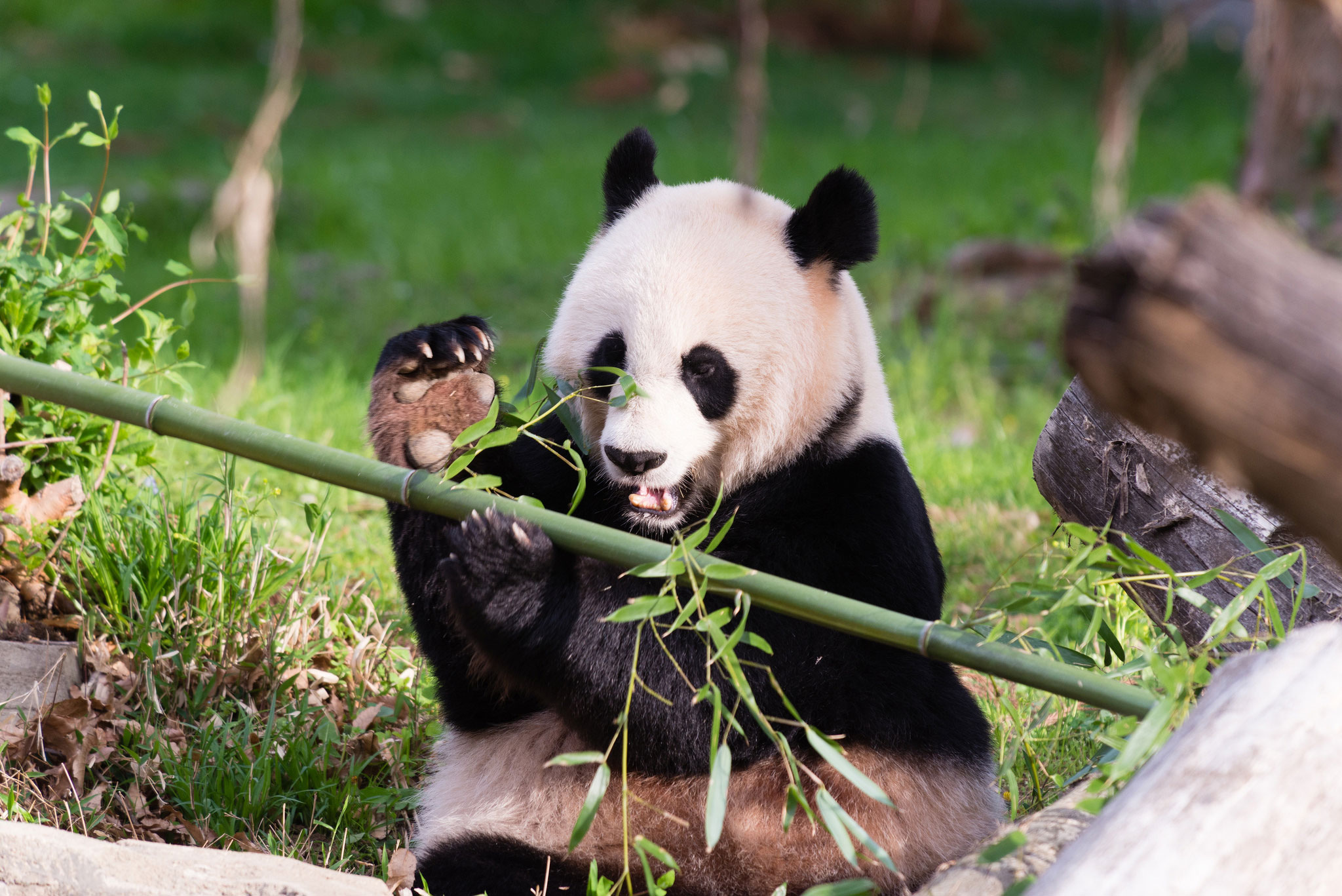 Another panda pregnancy? The National Zoo is working on it