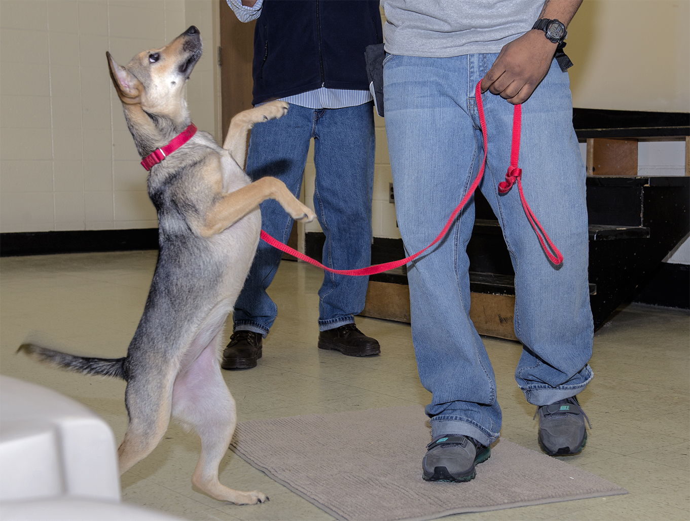 Miley, a 9-month old female Terrier mix, practices standing on two legs. (Photo courtesy of the Washington Animal Rescue League)