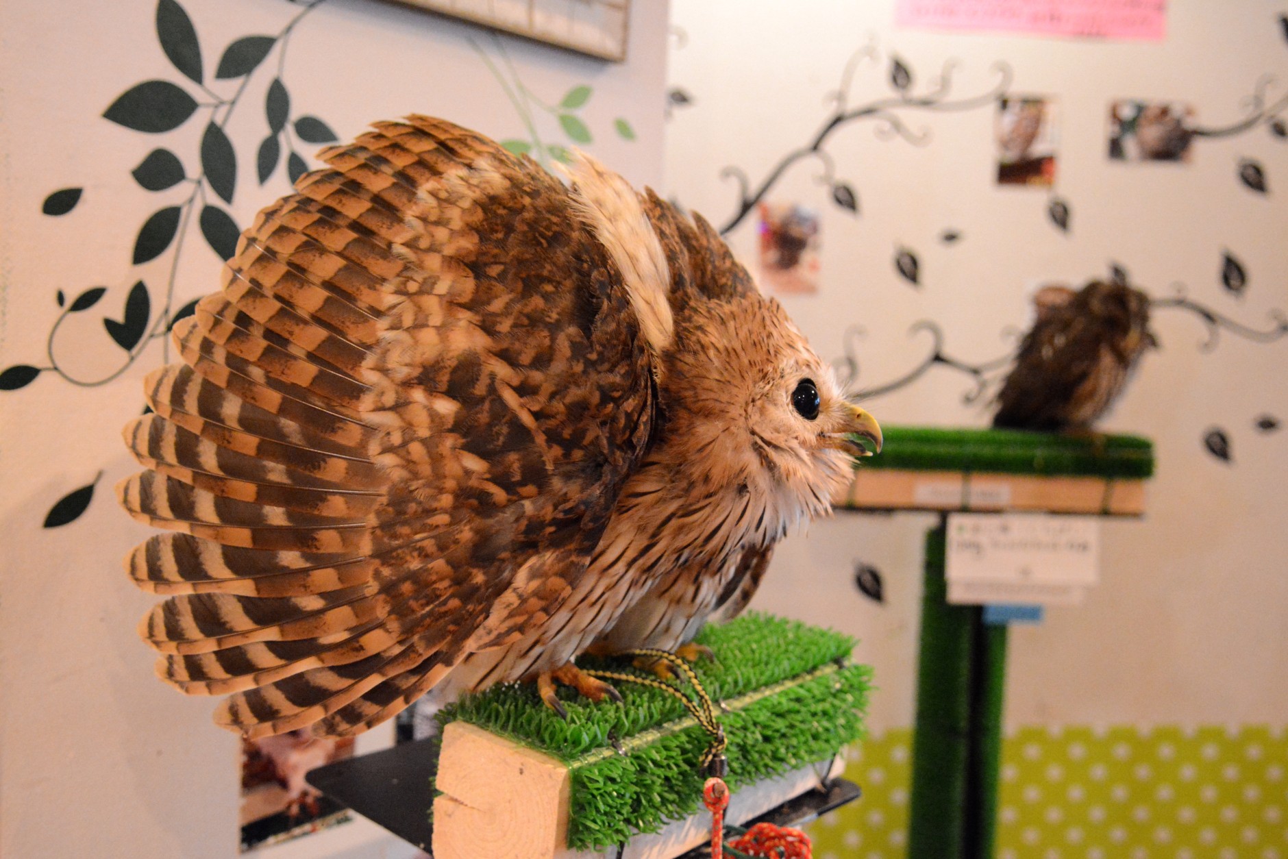 Japan has moved beyond cats and has opened cafes with more exotic animals, such as reptiles, birds and goats. Here, food and travel writer Laura Hayes is at an owl cafe. (Courtesy Laura Hayes) 
