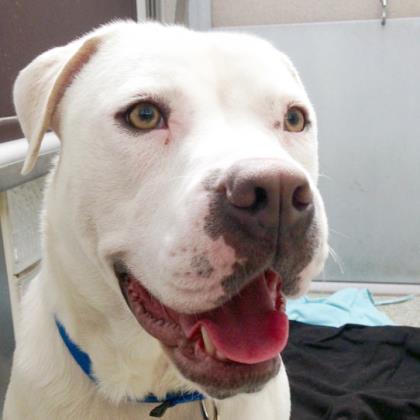 Percy Ann is an American bulldog beauty at the Washington Animal Rescue League. She is looking for her forever home. (Courtesy WARL) 
