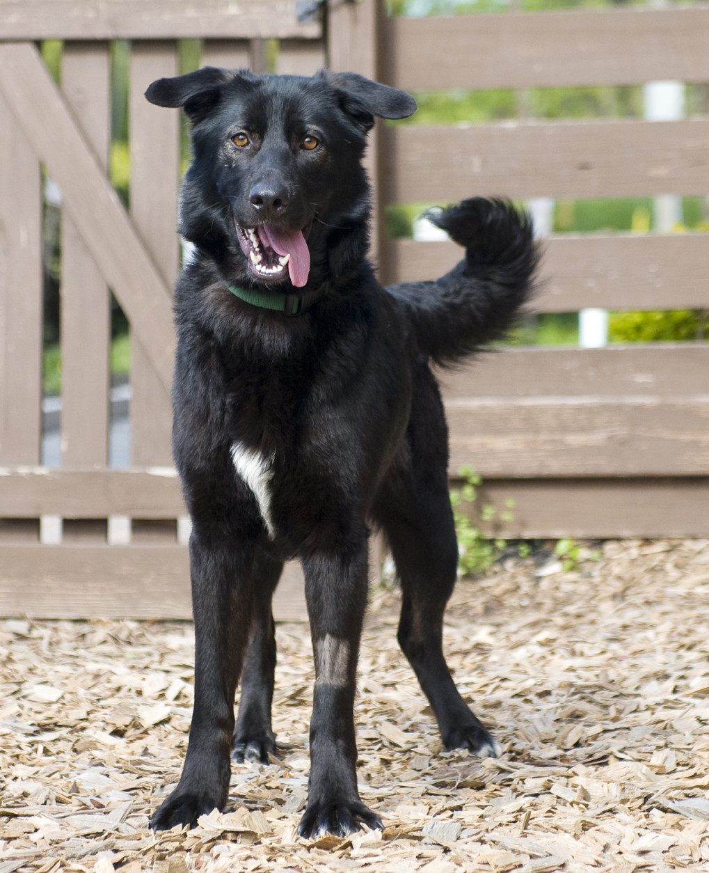 This black beauty is smart and energetic, and already knows some basic commands.  (Courtesy WARL)