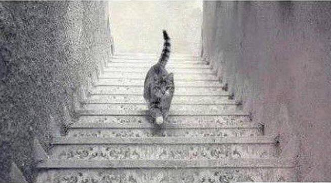 Optical illusions: Where’s that cat going? (Gallery)