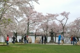 Cherry blossoms are almost at peak bloom on April 8. (WTOP/Megan Matthews)
