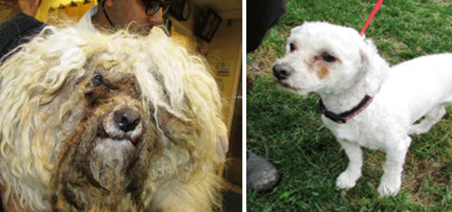 Found shaggy dog in Fairfax County gets make-over