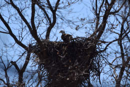 Eagle nest spotted at the Metropolitan Police Department training facility. Photo credit: Dan Rauch, Fish & Wildlife Biologist, District Department of the Environment
 
