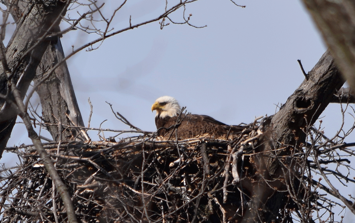 Nest at St. Elizabeth’s (from Tuesday). Photo credit: Dan Rauch, Fish & Wildlife Biologist, District Department of the Environment.
 
