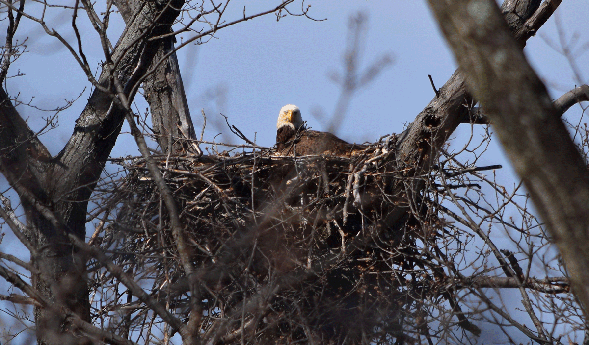 Nest at St. Elizabeth’s (from Tuesday). Photo credit: Dan Rauch, Fish & Wildlife Biologist, District Department of the Environment.