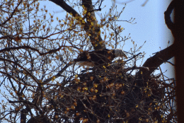 Nest at the National Arboretum. Photo credit: Dan Rauch, Fish & Wildlife Biologist, District Department of the Environment.
 
