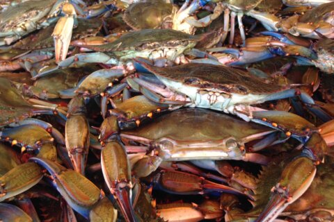 Dredge survey results: Blue crabs in Bay more plentiful