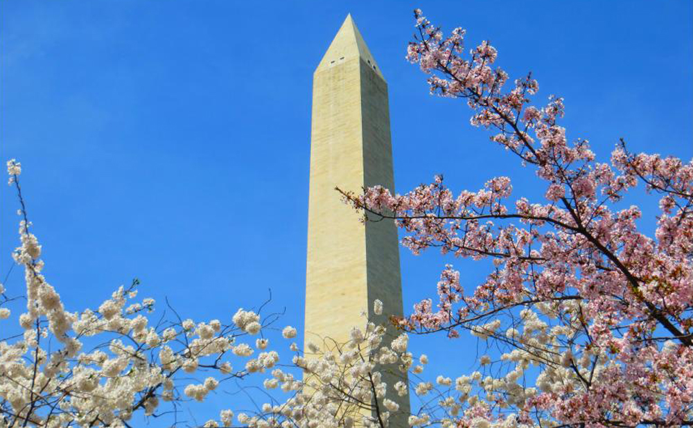 Changes made to 2016 Cherry Blossom festival