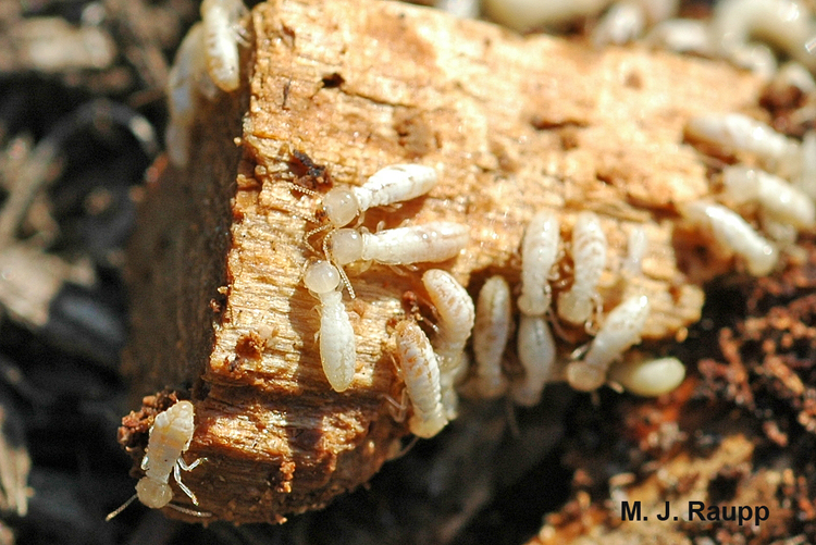 Spring termite invasion can mean house troubles