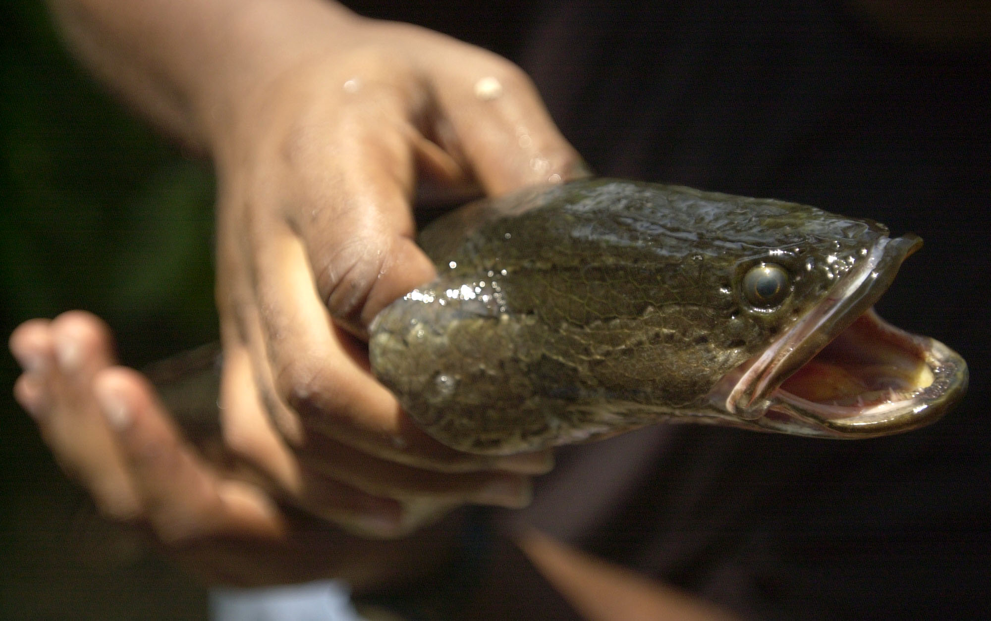 Biologist: Snakehead population likely dropping in Potomac River