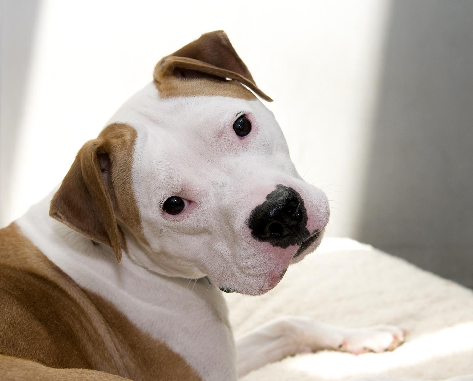 This 3-year-old American bulldog mix found himself at the Washington Animal Rescue League because of a change in his human companion’s lifestyle.