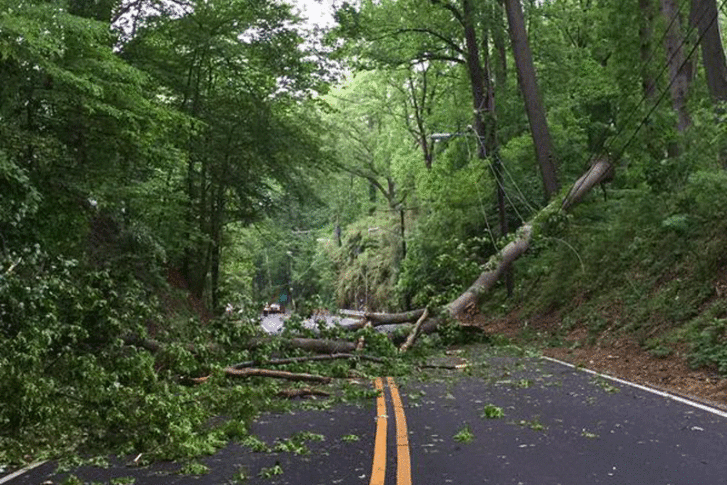 Downed tree blocks Old Dominion Road, disrupts power for hours Sunday ...