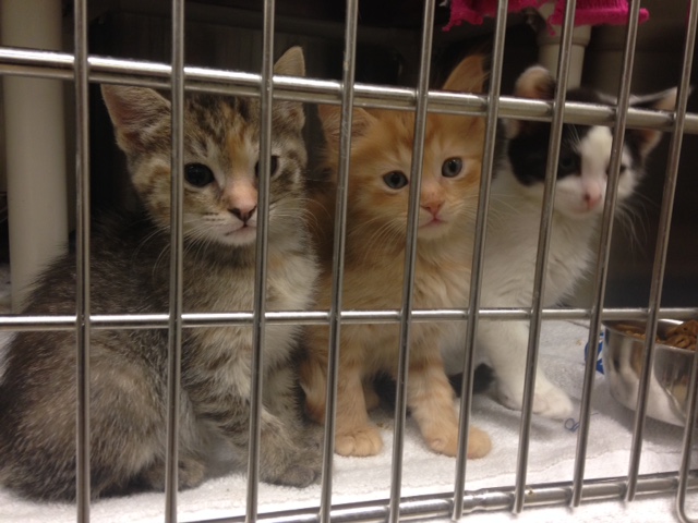 Area shelters fill up this time of year with meows and kittens. (Photos provided by Katherine Zenzano,  MCASAC)