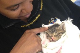 Joice Hourihan helps to nurse a kitten. (Photos provided by Katherine Zenzano,  MCASAC)