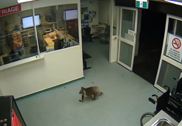 Koala pays late night visit to Australian hospital