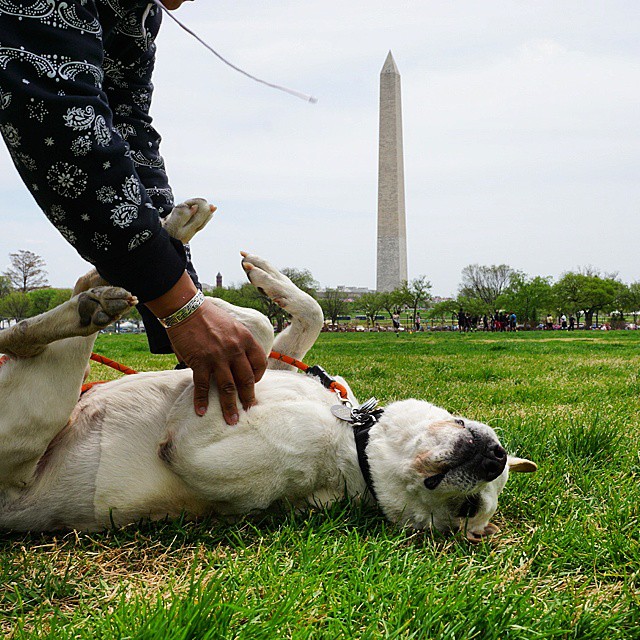 Sick dog’s bucket list trip includes stops in D.C. (Photos)