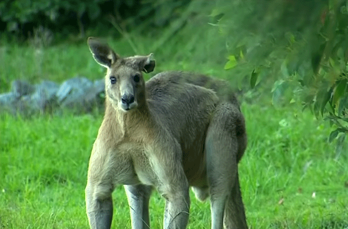 Muscular kangaroo invades Australian neighborhood (Video)