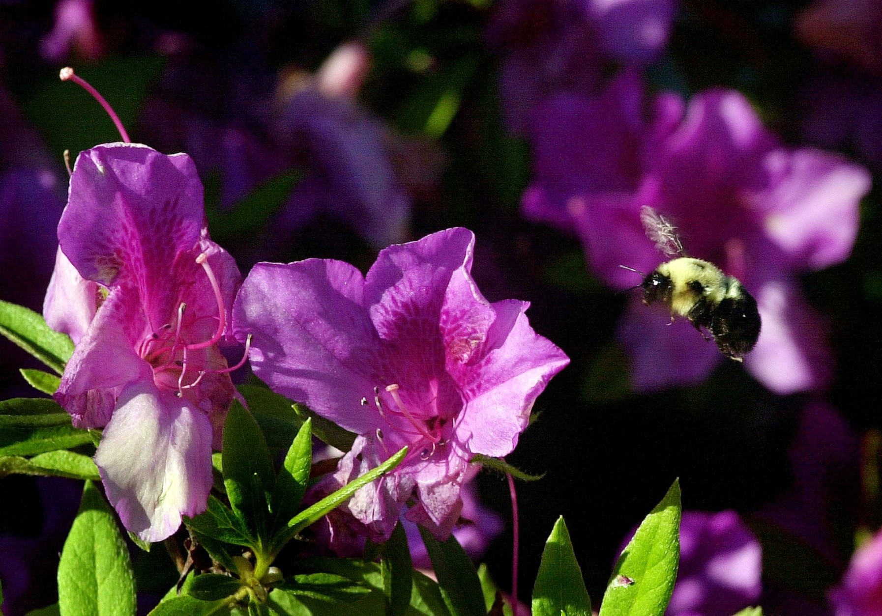 A bee flies around a bloom on an azalea bush at Norfolk Botanical Garden in Norfolk, Va. Every spring, a quarter of a million azaleas at Norfolk Botanical Garden show off their coral, red, white and lavender blooms.  (AP Photo/Gary C. Knapp)