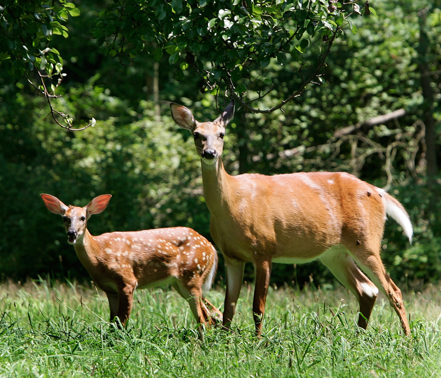 A mother deer and her young fawn graze in the high grasses of a yard in Moreland Hills, Ohio on Wednesday, Aug. 2, 2006.  (AP Photo/Amy Sancetta)