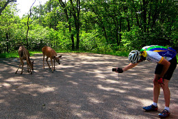 This photo taken May 30, 2009, shows two deer and a bicyclist, wielding a camera, view each other with mutual interest at a rest area on Skyline Drive in Front Royal, Va.  Deer are plentiful through the nearby forests, and many are not shy.  (AP Photo/Paula Froke)