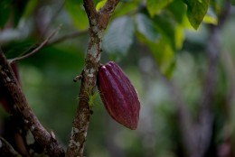 In this April 16, 2015 photo, a cacao pod hangs from a tree at the Agropampatar chocolate farm Co-op in El Clavo, Venezuela. While many growers complain that exports are over-regulated, others say the government has been slow to protect the crops reputation. (AP Photo/Fernando Llano)
