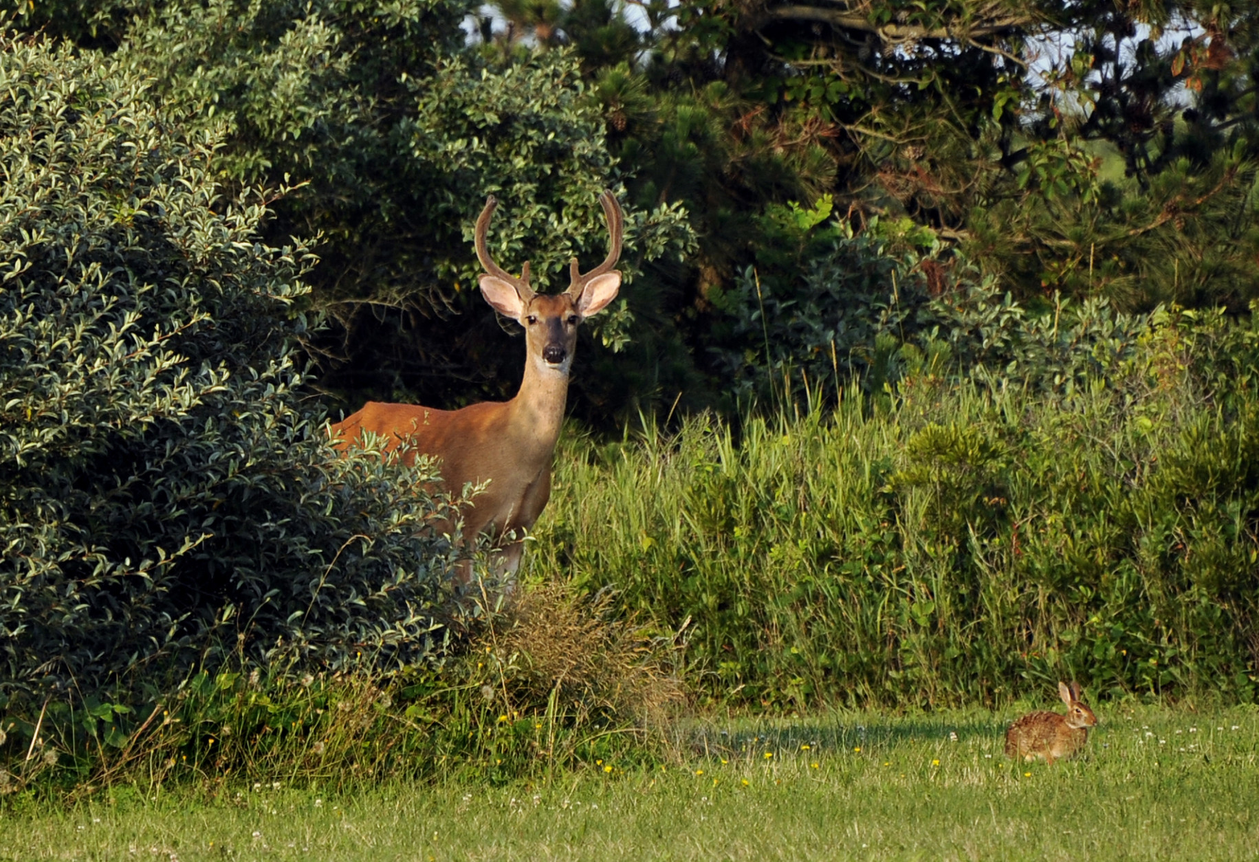 A buck and a rabbit peak out from the bushes that line the roadway at Robert Moses State Park on Tuesday, July 22, 2014, in Babylon, N.Y. Deer are a common sight at the park. (AP Photo/Kathy Kmonicek)