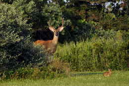 A buck and a rabbit peak out from the bushes that line the roadway at Robert Moses State Park on Tuesday, July 22, 2014, in Babylon, N.Y. Deer are a common sight at the park. (AP Photo/Kathy Kmonicek)