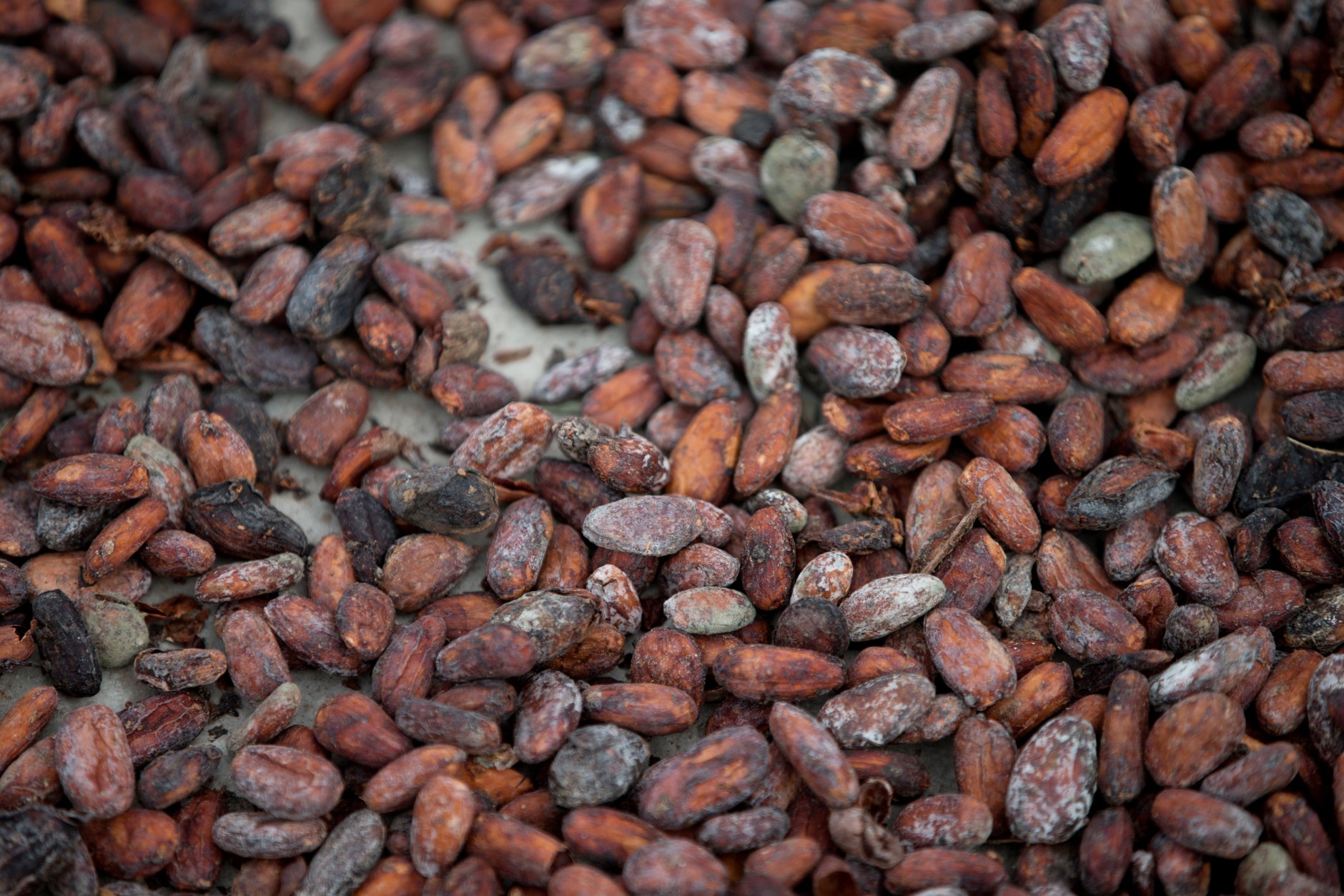 In this April 16, 2015 photo, cacao beans dry under sun at the Agropampatar chocolate farm Co-op in El Clavo, Venezuela. Today the country exports just 8,000 tons of cacao a year, for revenue of about $30 million, slightly less than it earns from exporting another signature product, rum. (AP Photo/Fernando Llano)
