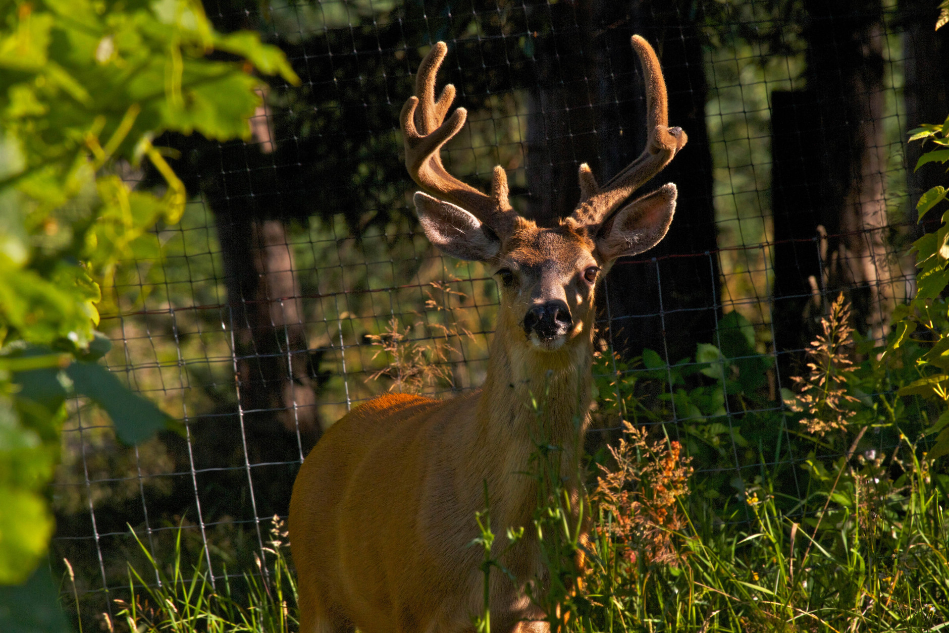 In this August 15, 2012 photo, a Blackmail buck looks up after feasting on grapevines in a backyard vineyard near Langley, Wash. The area is surrounded by an eight-foot-high fence but it was of little use that day because the property owner forgot to close one of the gates. Some of the most frequently asked questions from people new to gardening concern predators, like how to deal with foraging deer that have voracious appetites. (AP Photo/Dean Fosdick)